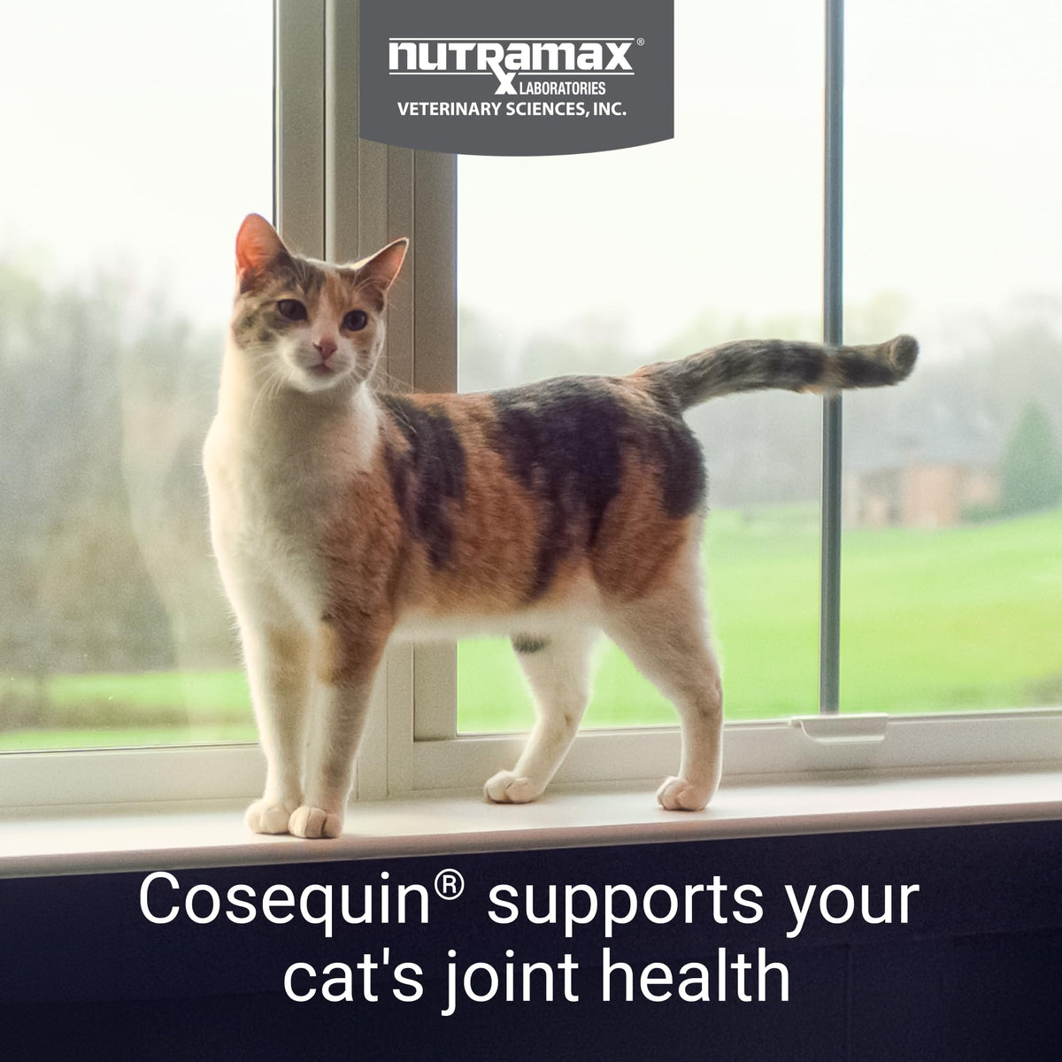 Joint Health Supplement for Cats, Soft Chews, 60ct L56636