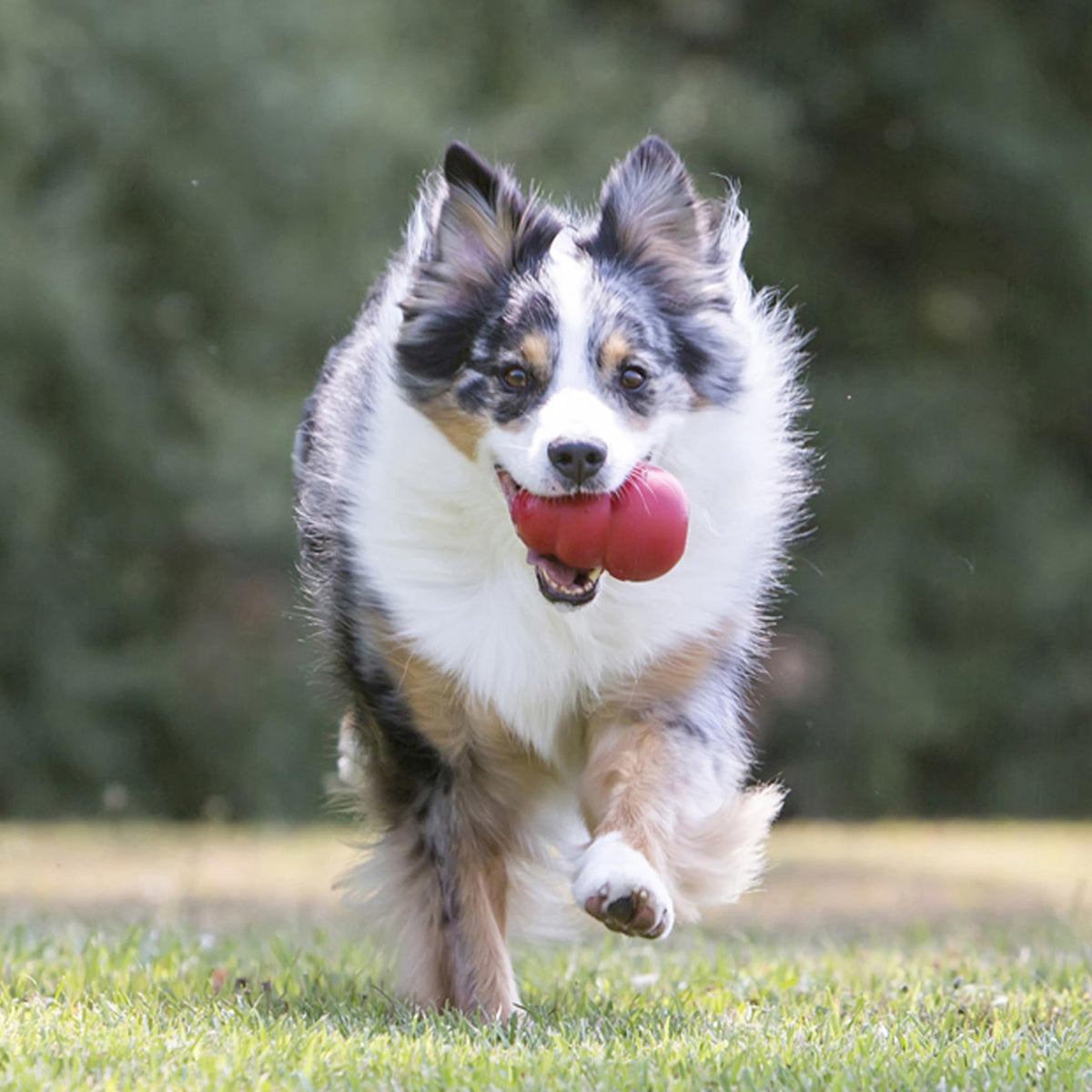 Classic Stuffable Natural Rubber Dog Toy U391063